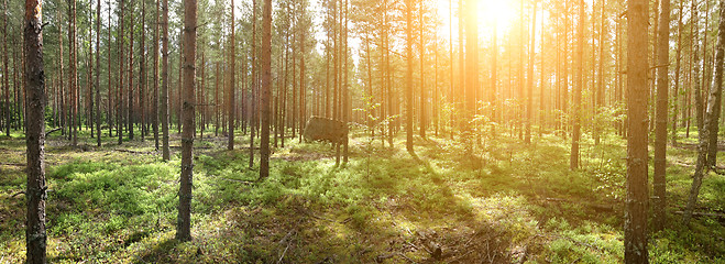 Image showing Panoramic photo of summer forest