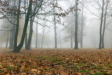 Image showing Fog in autumn season