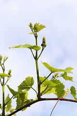 Image showing green grape leaves