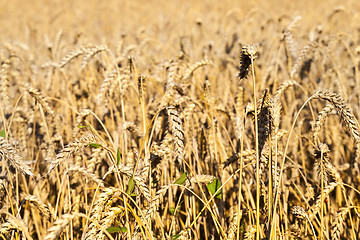 Image showing mature yellowed grass