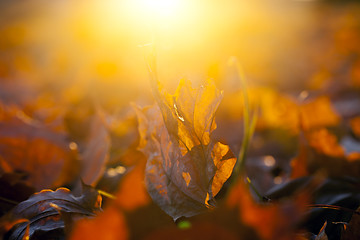 Image showing fallen leaves of a maple