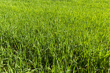 Image showing Field with cereal