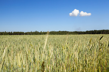 Image showing Field with cereal