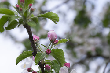 Image showing pink apple flowers in May