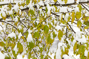 Image showing trees in the snow