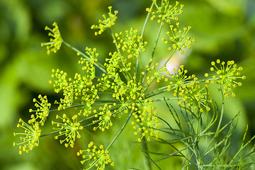 Image showing green umbrella dill