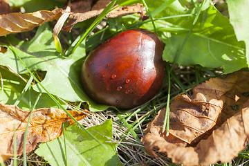 Image showing ripe fruit chestnut