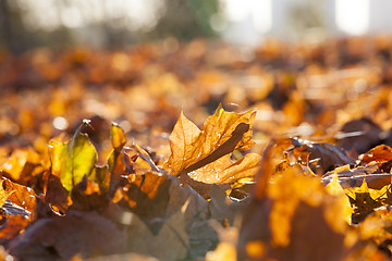 Image showing yellowed maple leaves