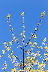 Image showing flowering maple tree