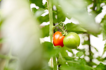 Image showing close up of tomato growing at garden