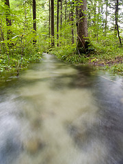 Image showing Forest Creek