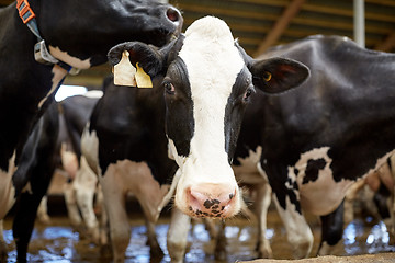 Image showing herd of cows in cowshed on dairy farm