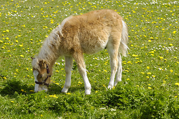 Image showing Horse foal is eating grass