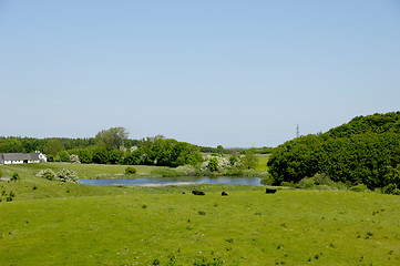 Image showing Cows, lake and farm