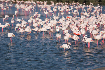 Image showing Flock of adorable pink flamingos