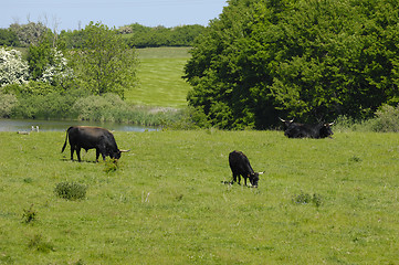 Image showing Cows eating grass