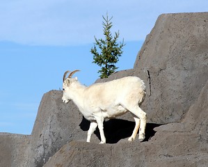 Image showing Dall's Sheep