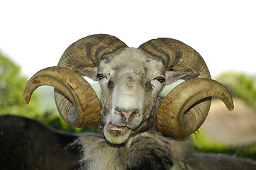 Image showing Goat