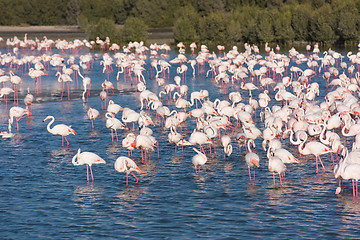 Image showing Flock of adorable pink flamingos