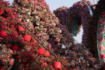 Image showing Dubai miracle garden