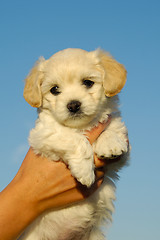 Image showing Holding sweet puppy in hands
