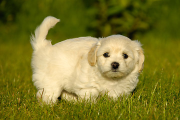 Image showing Bichon Havanais puppy dog