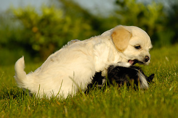 Image showing Puppy dogs are playing and fighting