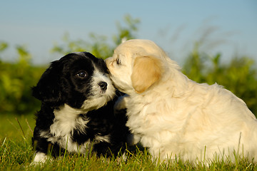 Image showing Black and white puppy dogs