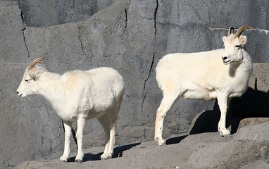 Image showing Dall Sheep