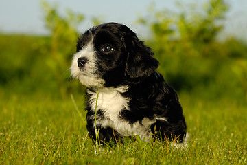 Image showing Black puppy