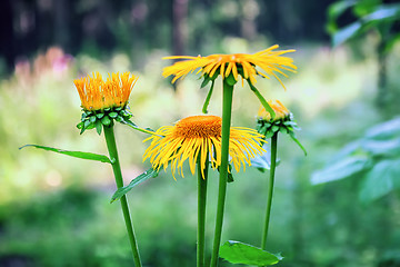 Image showing Wild Sunflowers In Bloom