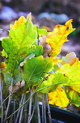 Image showing Oak Seedling For Planting 