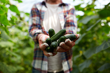 Image showing farmer with cucumbers at farm greenhouse