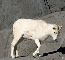 Image showing Dall's sheep sad