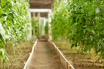 Image showing tomato seedlings growing at greenhouse