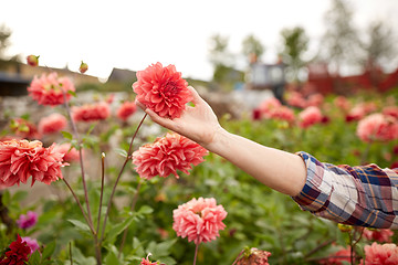 Image showing hand of senior woman with flowers at summer garden