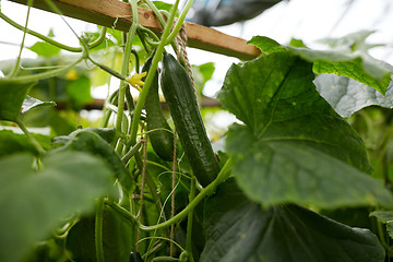 Image showing close up of cucumber growing at garden