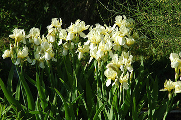 Image showing White Iris Flowers