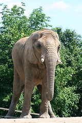 Image showing Elephant