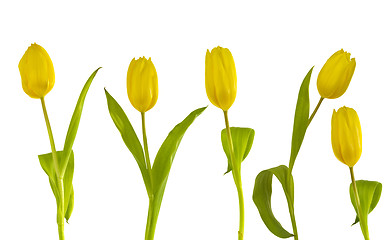 Image showing Yellow Tulips