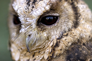 Image showing Collared Scops Owl