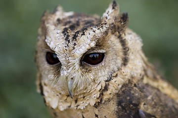 Image showing Portrait from Collared Scops Owl