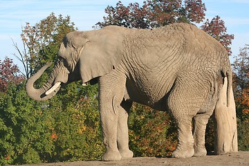 Image showing Elephant