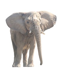 Image showing Elephant