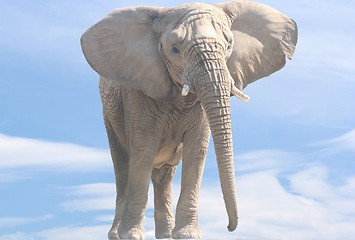 Image showing Elephant