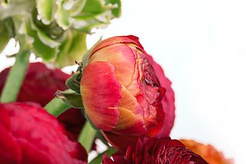 Image showing Ranunkulyus bouquet of red flowers on a white background