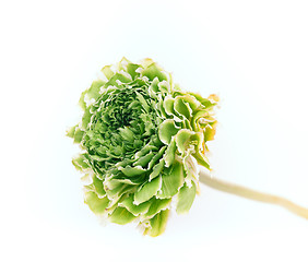 Image showing Ranunkulyus bouquet of red flowers on a white background