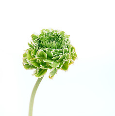 Image showing Ranunkulyus bouquet of red flowers on a white background