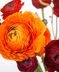 Image showing Ranunkulyus bouquet of red flowers on a white background