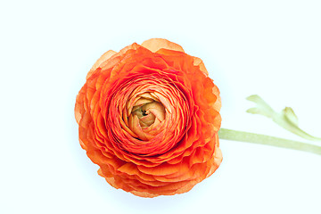 Image showing Ranunkulyus bouquet of red flowers on a white background